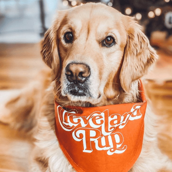 Pup Bandanas Hats + Bandanas