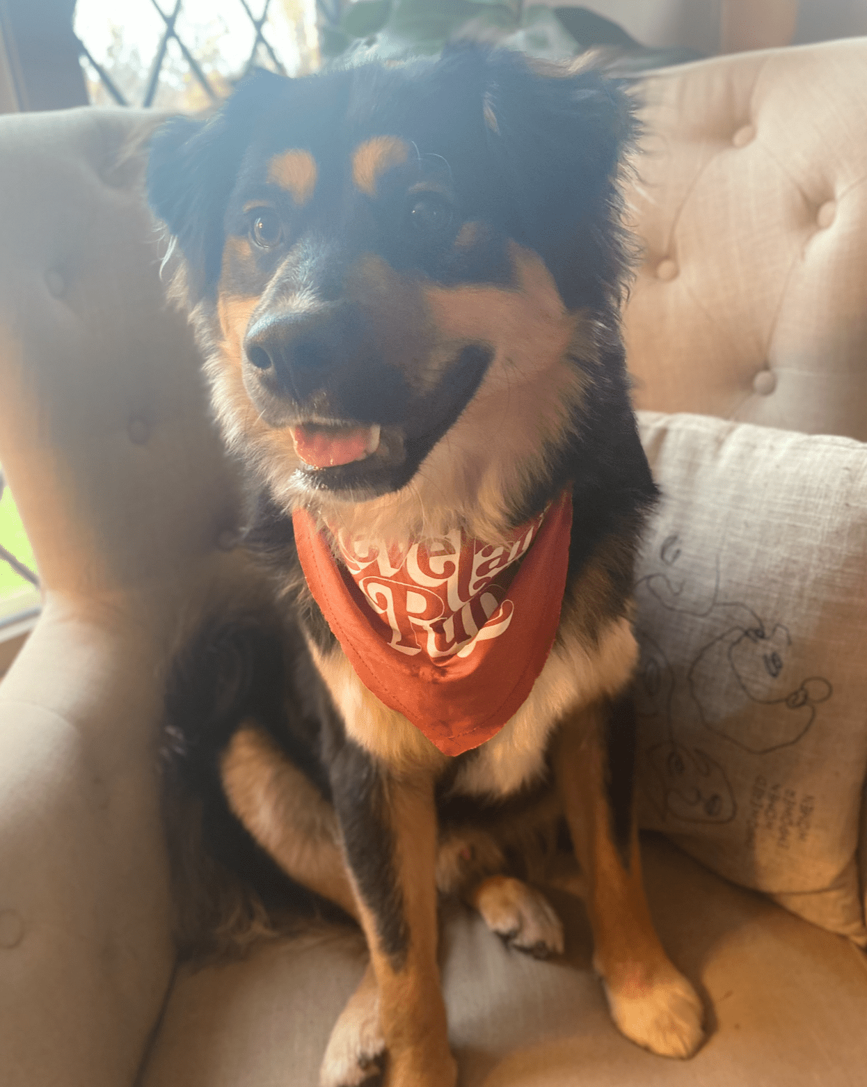 Pup Bandanas Hats + Bandanas