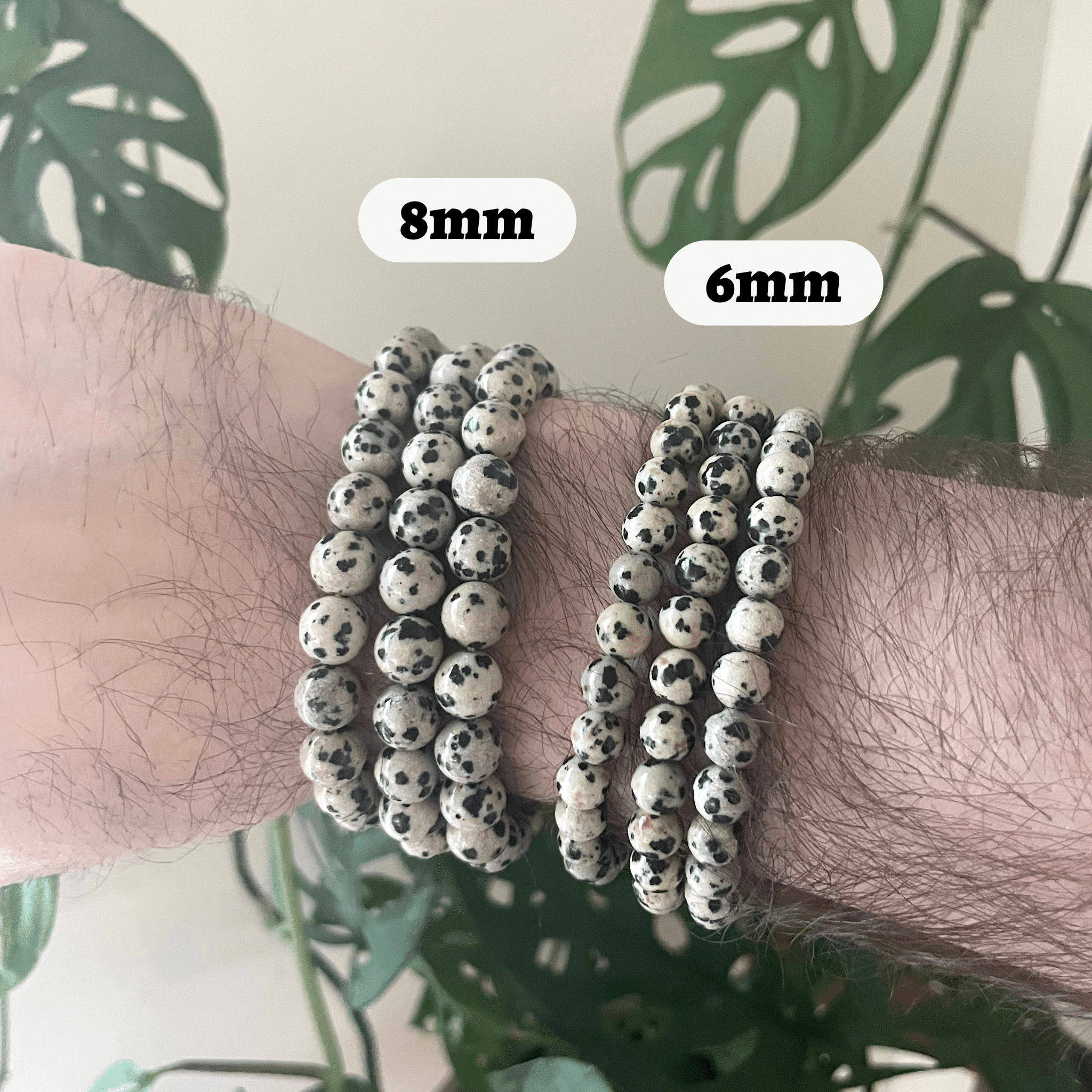 Dalmatian Jasper Bracelet Bracelets + Anklets